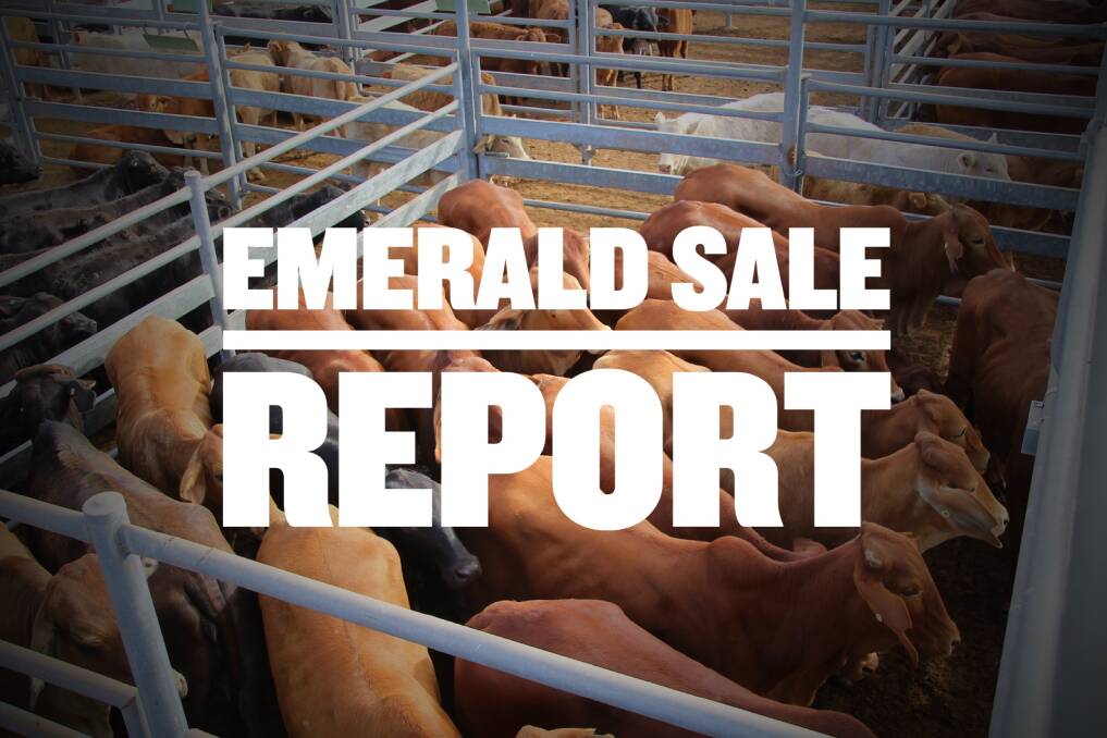 Steers reach top of 368c at Emerald