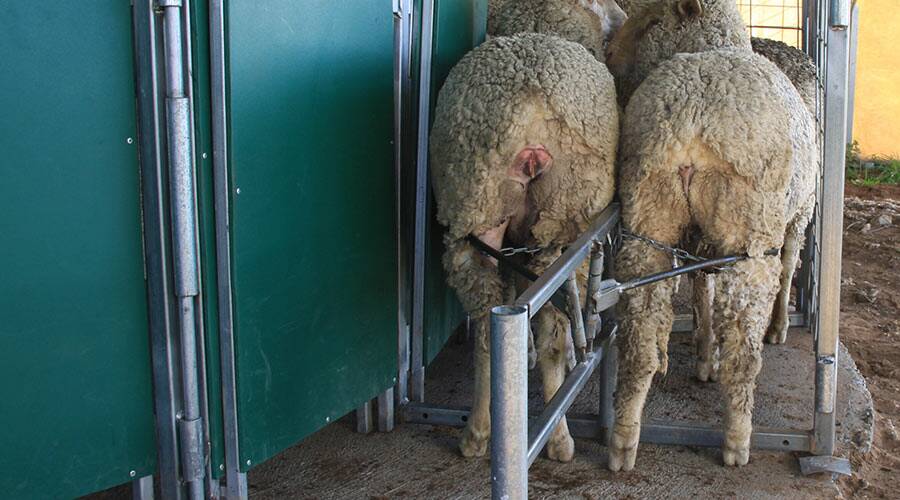 NO GOING BACK: A close-up look of the Back Up Charlie sheep handling system in operation. The system stops sheep from turning or back out of the race.