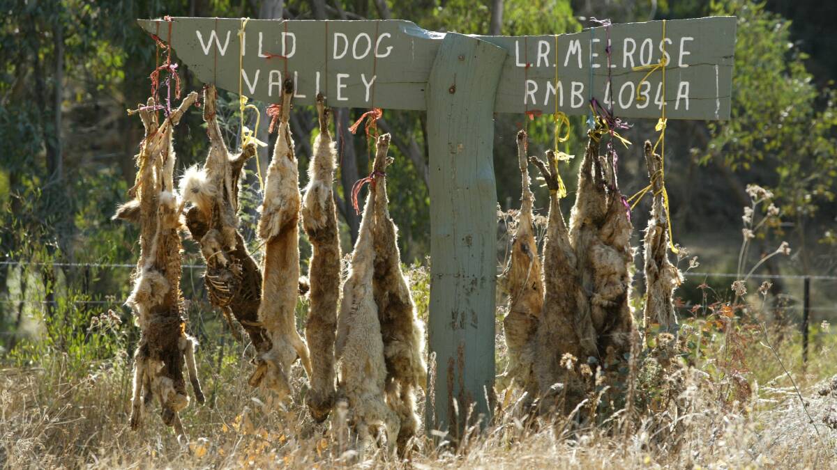Victorian Wild Dog Management Advisory Committee appointments spark a dog fight