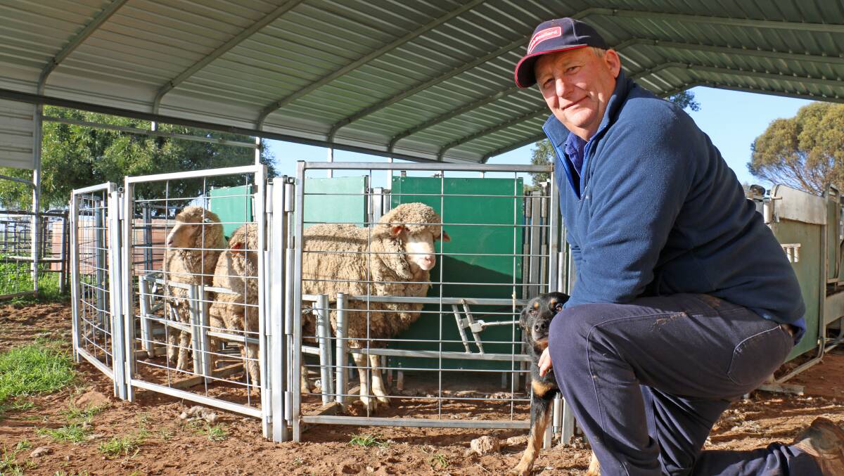 Charlie Webb with his Back Up Charlie invention which streamlines sheep yard operations.