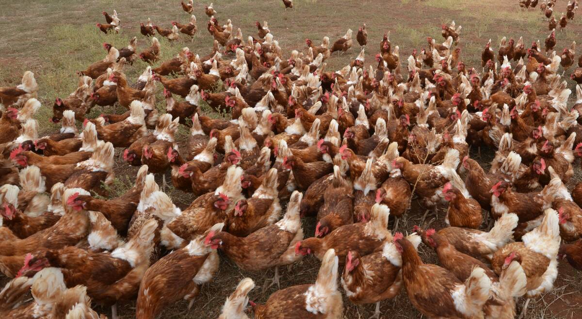 ROOM TO ROAM: A university study has found free-range hens are more likely to use outdoor space when numbers are kept low. File photo.