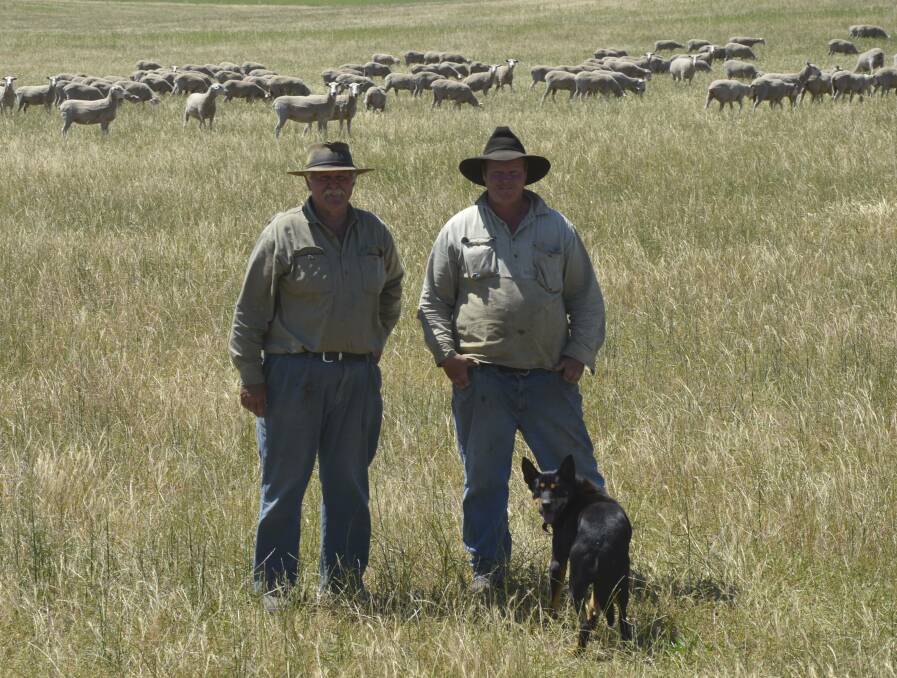READY TO GO: Kevin and Michael Spinks, Naturi, with some of the ewe lambs and hoggets they will sell at the Naracoorte first-cross sale. 
