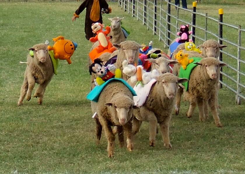ON THE STRAIGHT: A competitive field finishes strong at the inaugural sheep racing event.