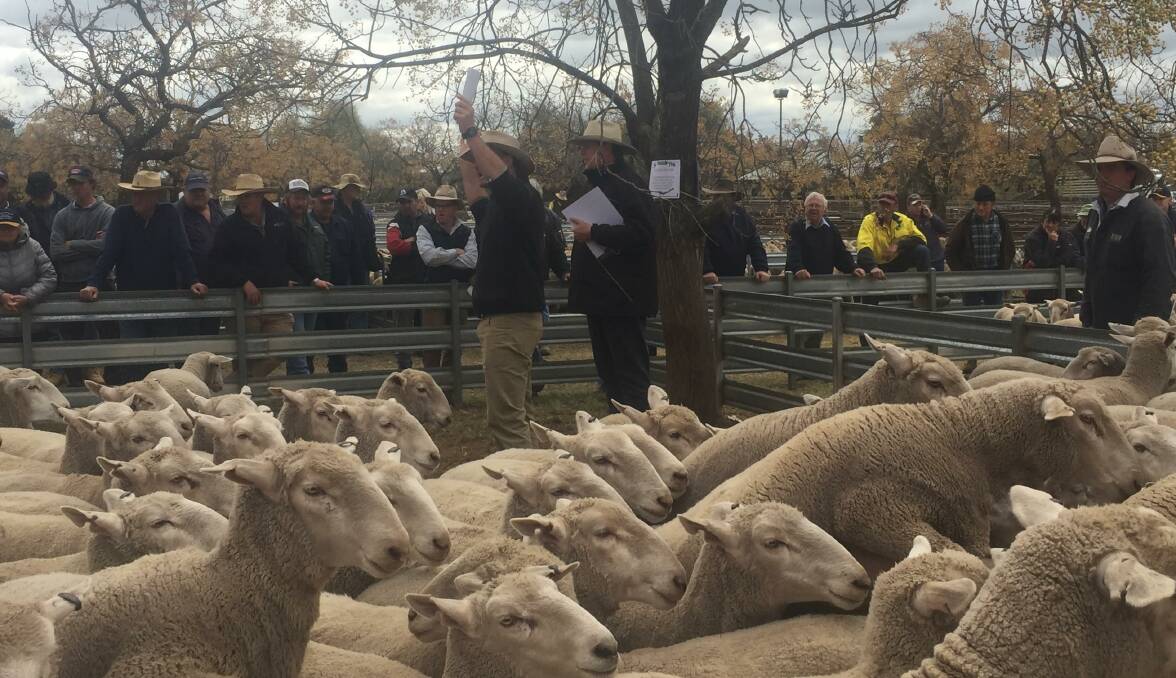 Agents take a flurry of bids during the Temora first-cross ewe sale last Friday. Across the board the sale averaged close to $10 a head more than the same sale last year.