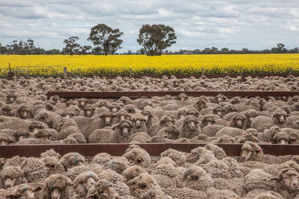 Elanco provides a range of trusted solutions like the new CLiK Extra formulation to help sheep and wool producers improve the health, productivity and profitability of their flocks. CLiK Extra provides longer protection, reducing the risk of resistance and avoiding re-handling and treating of sheep. 