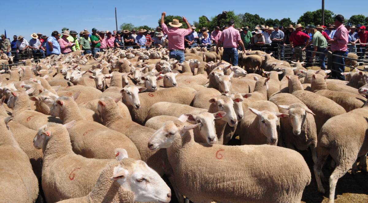 TOP CROSS: First-cross ewes have been in keen demand this week as producers continue rebuilding the national sheepmeat flock. 