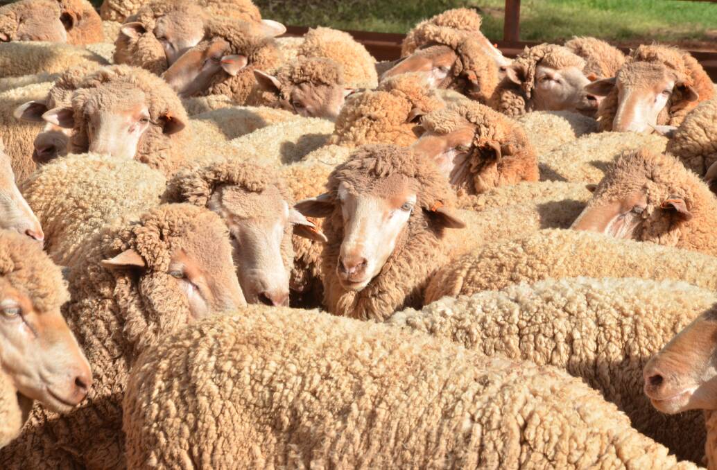 ALTERNATIVE VIEWS: NSW Farmers and WoolProducers Australia disagree on the inclusion of a new category on the National Wool Declaration. 