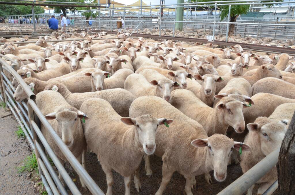 LOOKING GOOD: The sheepmeat industry keeps gaining the attention of overseas meat consumers. 
