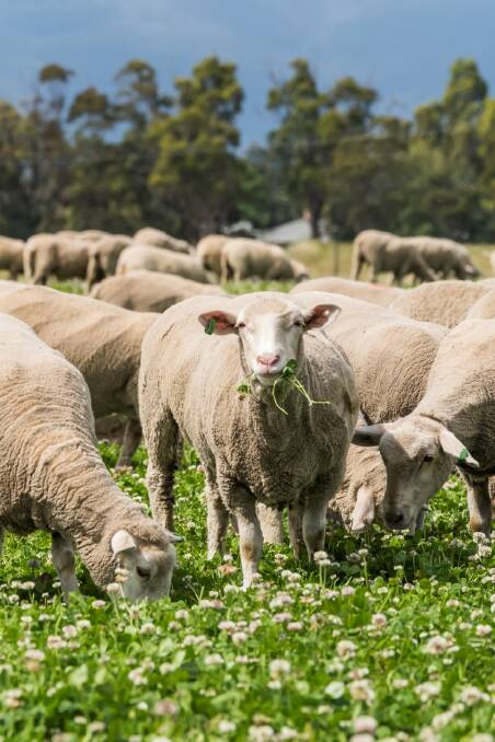 STILL IN CLOVER: Australia's sheepmeat exports continued to surge in January with China and the US vying for the top importer.