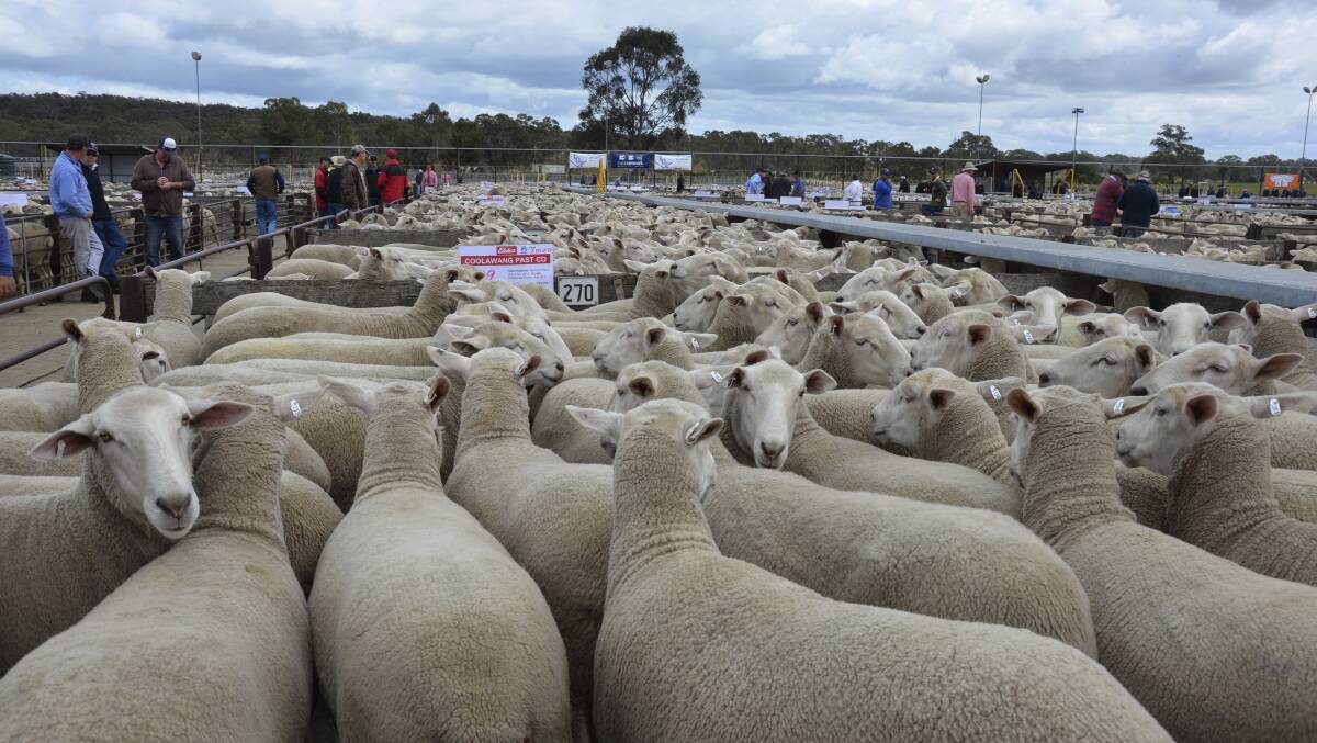 Domestic lambs are outdoing their export weight counterpart on a cents per kilogram basis. 