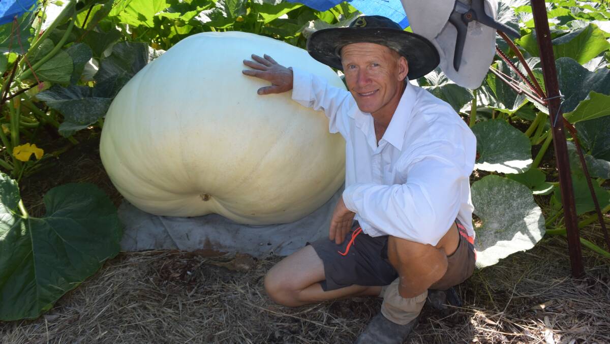Growers the world over seek to produce the heaviest pumpkin on record.