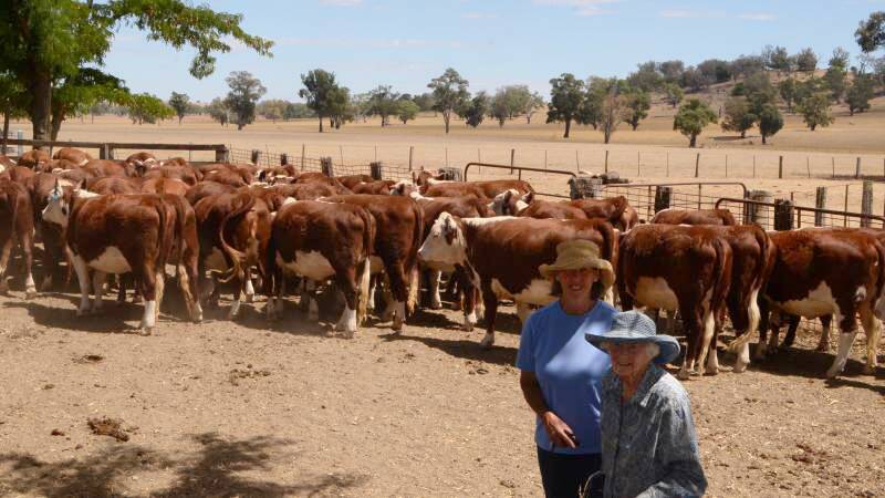 Isabel Webb in the yards at “Boongarra” near Morven, with her niece Cecily Trickett inspecting her rising two-year-old heifers due to calve in the autumn.