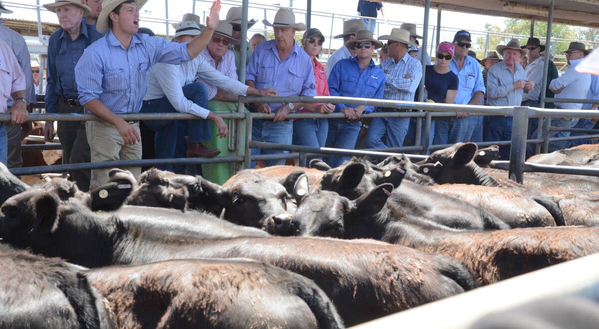 Strong market: The cattle market hasn’t slowed down too much, with plenty of market options still available for sellers.