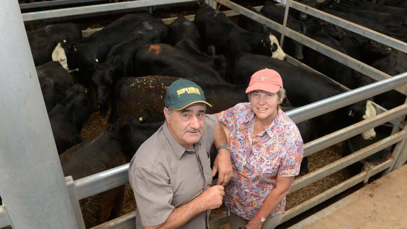 Vendors Nick and Joy Paola, German Town via Bright, Vic, selling 10 steers, Witherswood blood, and selling 56 mixed-sex weaners in total. Photo: Rachael Webb