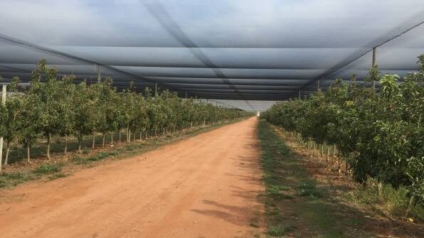 The Loxton Apple Orchards are being offloaded by an investor group. Photo: Supplied
