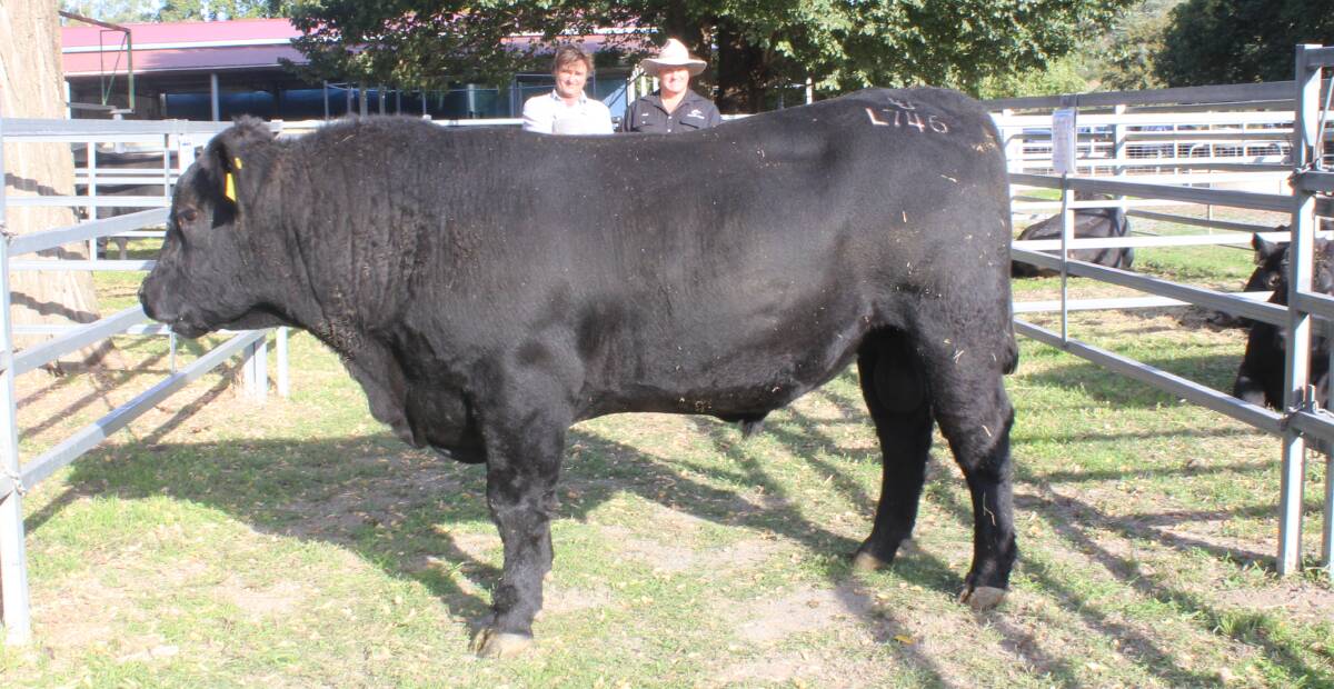 Micheal Houston, "Burrowye Station", Wodonga, and Reiland principal Mark Lucas look over the $18,000 equal top price bull Reiland Locke L746. Hopewood Pastoral, Coolac, purchased the other top price bull Reiland Lancefield L934