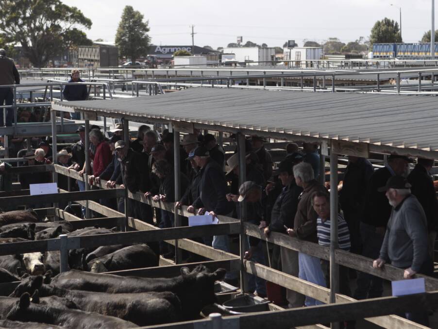 On the up: Friday’s Store Cattle Sale in Warrnambool presented a large, good quality yarding to a growing crowd of travelling and south-west buyers.  