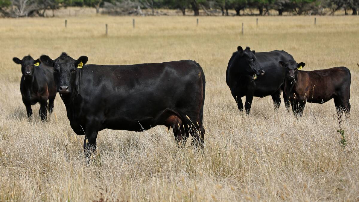 Fertility is no issue for Mike Carroll as the naturally-mated cows consistently average around 95 per cent.