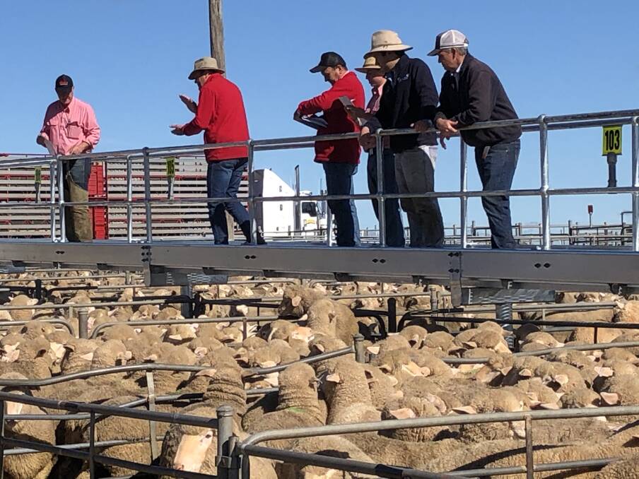 ACTION: Steve Grantham and the Elders team sold new season lambs at the weekly Corowa, NSW, prime lamb sale on Monday. Photo by Corowa Associated Stock Agents.