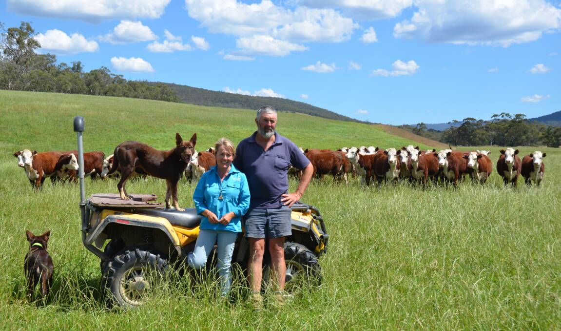 Sonya and Simon Lawlor stand on their Omeo property in mid-February 2024 with April and May 2023-drop Hereford heifers in the background. Picture by Bryce Eishold