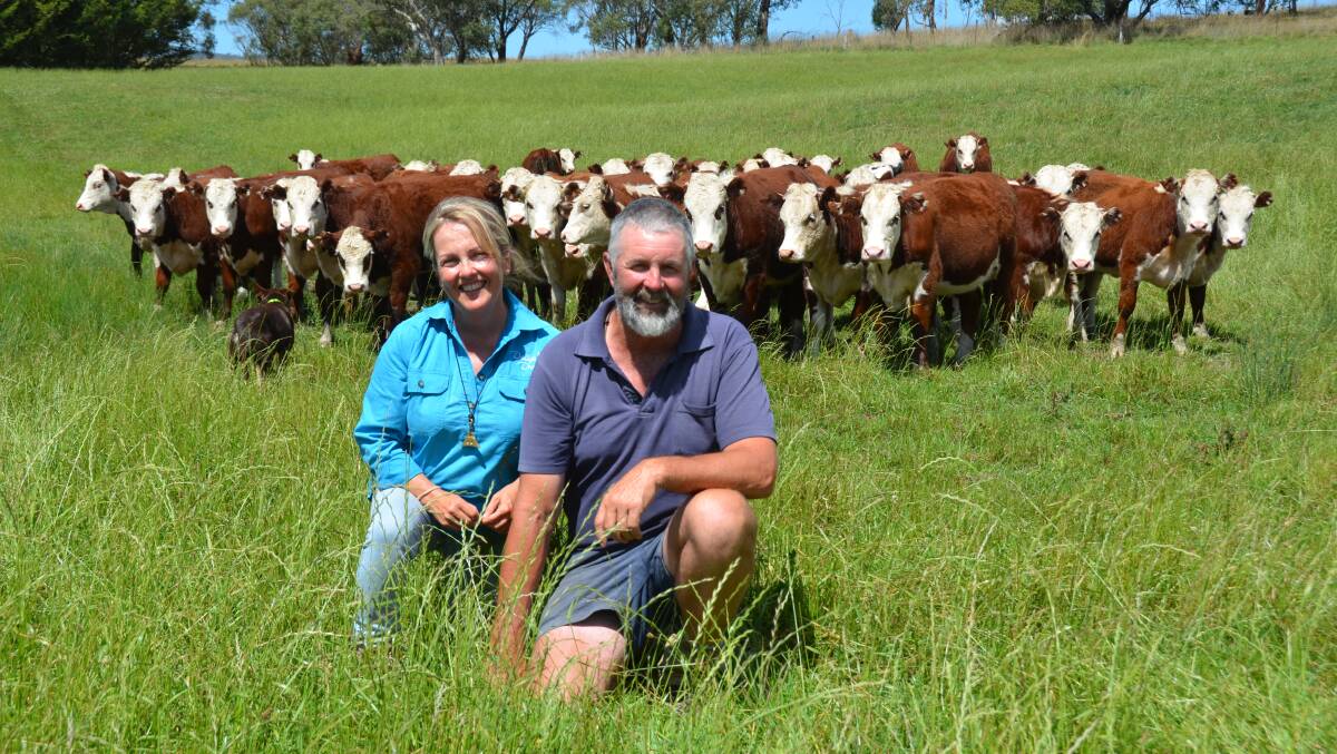 Sonya and Simon Lawlor, Upper Livingstone, Omeo, will sell about 220 mixed-sex Herefords in the final Mountain Calf Sale for 2024. Picture by Bryce Eishold