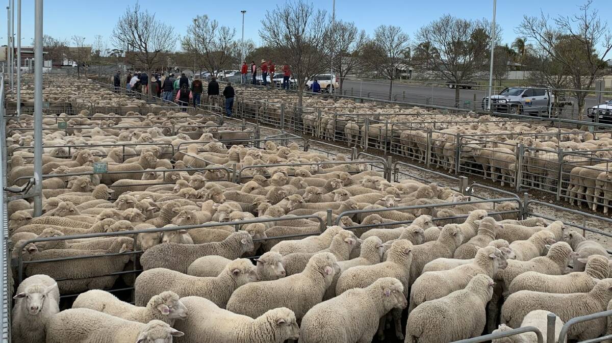 IN DOUBT: Saleyards like Ouyen Livestock Exchange could see an oversupply of lambs in the coming weeks due to restrictions in abattoirs. 