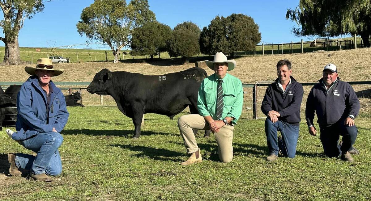 Buyer Chris Saunders purchased Landfall Pheasantry S1755 for $240,000 on behalf of Dunoon Angus, Holbrook, NSW, with Warren Johnston, Nutrien, and Landfall Angus stud principals Frank and Ed Archer. Picture supplied