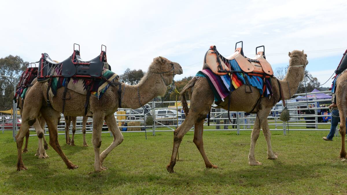 Camels can kick in all directions. Oakfield Ranch owner Rod Sansom said a "kick in the belly" is the worst kind.
