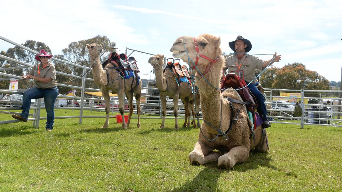Rod Sansom, Oakfield Ranch, Anna Bay, says camels can mow down a paddock of unwanted vegetation very effectively. 