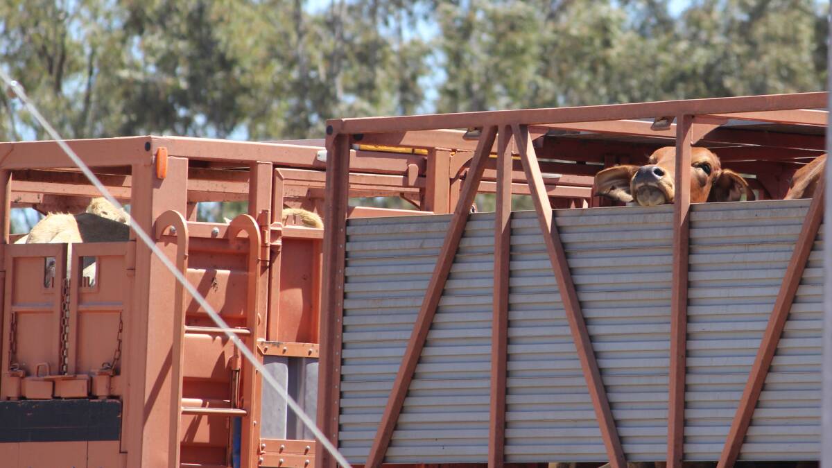Cattle shortage sees processors close early