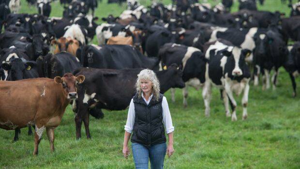 Dairy farmer Kate Lamb described Murray Goulburn's milk price cut as ''a kick in the guts''. Photo: Jason South