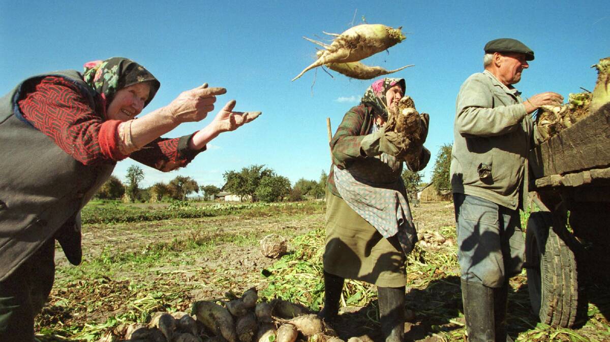 GLOBAL CROP: Farmers in Belarus hand harvesting sugar beet in the village of Postrash. Sugar beet has a sugar content about 25 per cent higher than sugar cane. Photo: Sergei Grits.