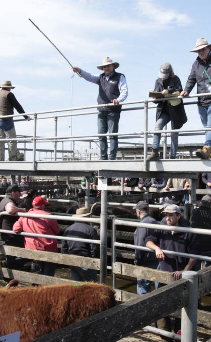 Working the crowd: SKB Rodwells agent Simon Henderson takes bids at the store cattle sale on Friday.  Pictures; Everard Himmelreich