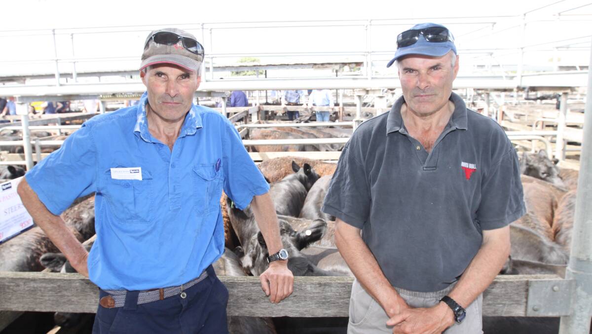 Good returns: Peter and Gerard Ryan at Hawkesdale sold 99 cattle for up to 354c/kg at the November store cattle sale in Warrnambool on Friday.