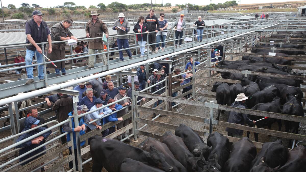 Auctioneer Jack Kelly takes bids at the F1 cattle sale at Warrnambool on December 29.