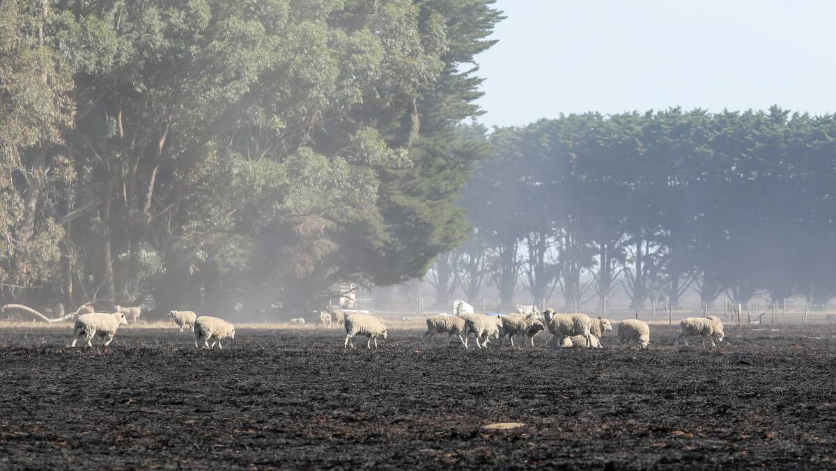Livestock in burnt-out paddocks near Hawkesdale. Picture: Rob Gunstone, The Warrnambool Standard.