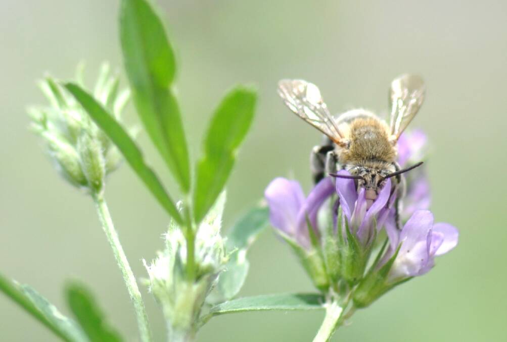 A native Blue Banded bee pollinating lucerne. Boosting native vegetation could help sustain pollination dependent industries when Varroa mite hits feral honey bees. Photo Katja Hogendoorn.