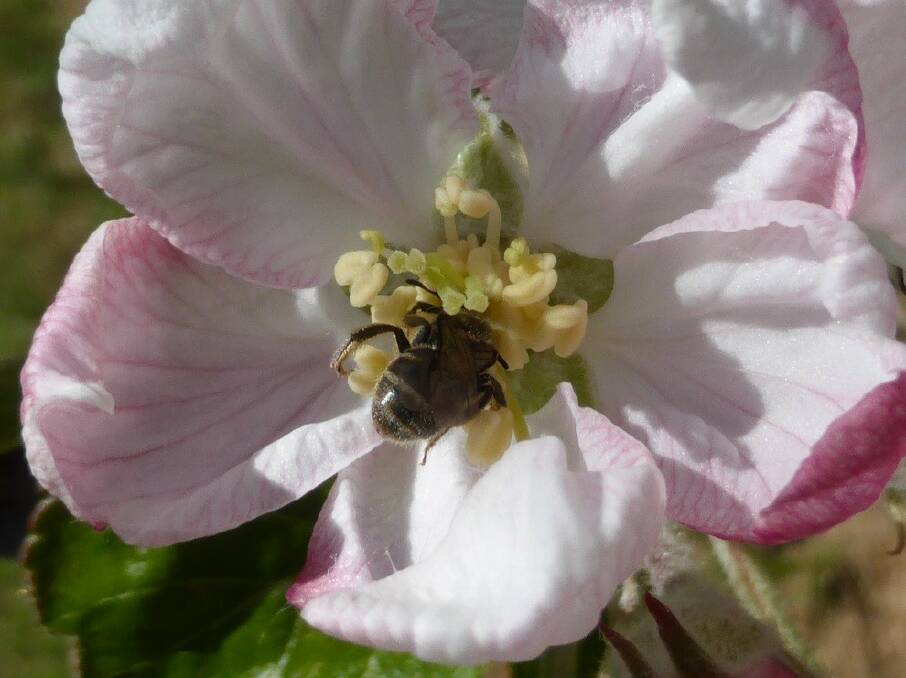 A native Furrow bee pollinating an apple tree. Photo by M. Saunders.