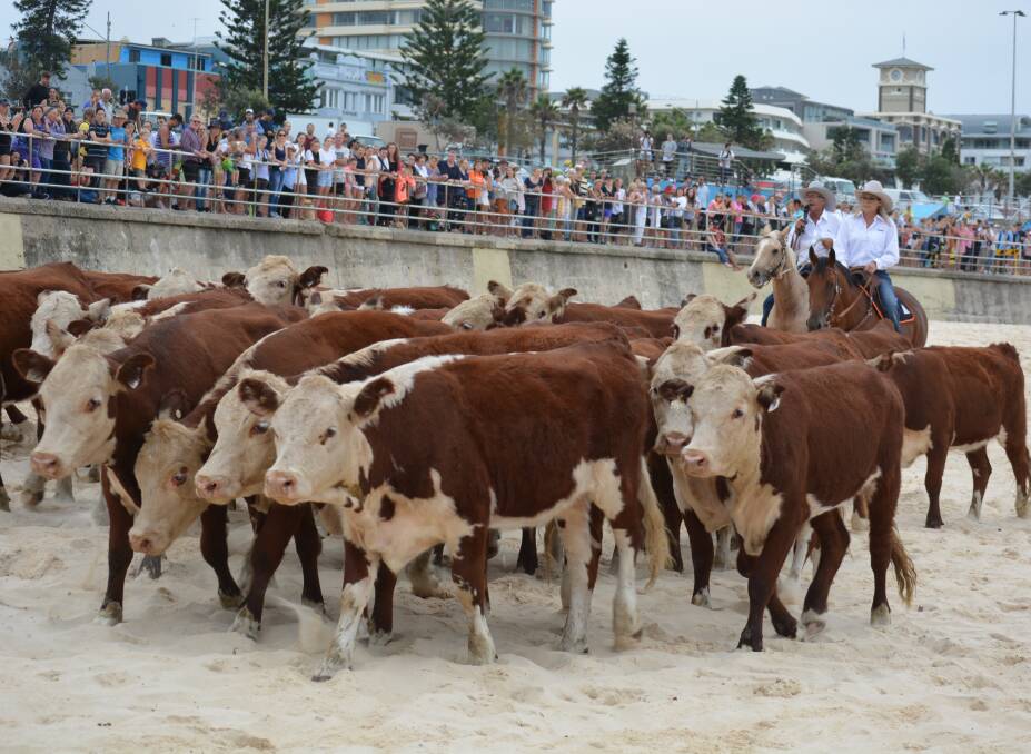 A large crowd gathered at Bondi Beach to support the Herd of Hope charity for donor families and transplant recipients, while stockmen showed how to move a mob of 40 well-behaved Herefords.