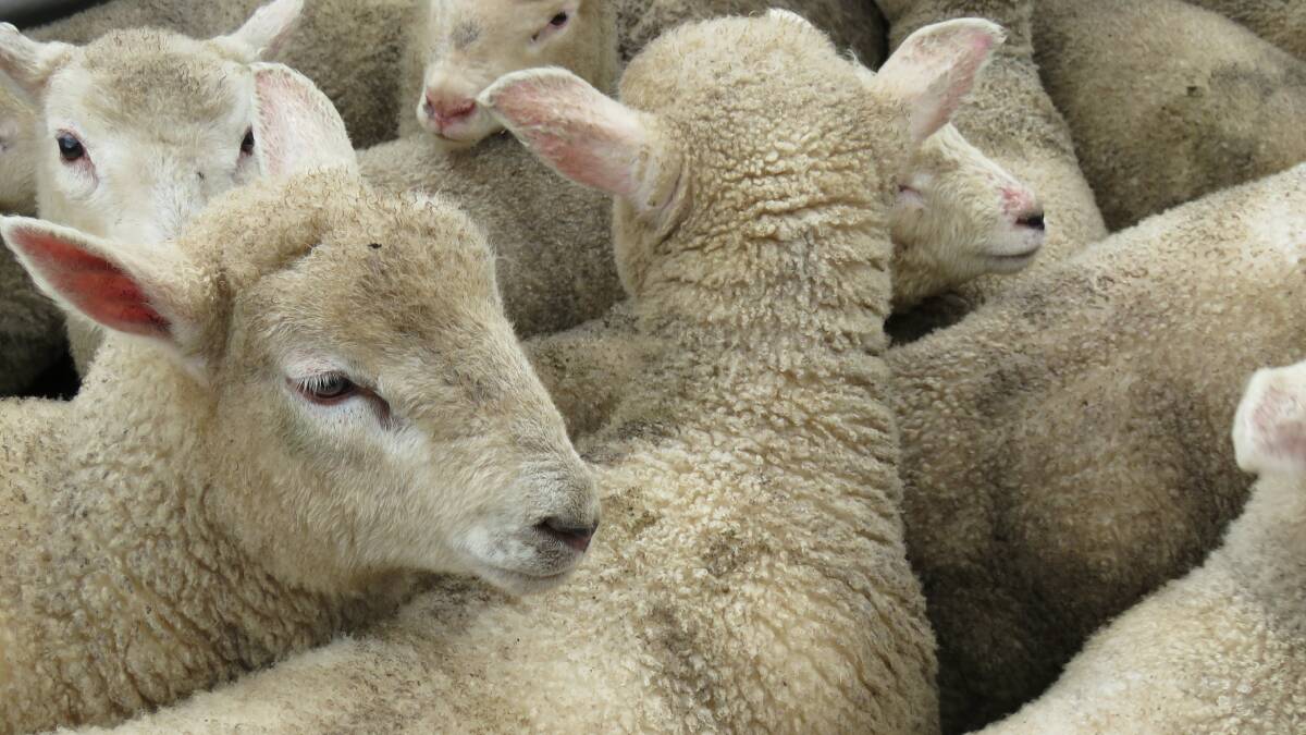 MEETING MARKETS: Cashmore lambs are renowned for being high-yielding with good meat eating trait qualities.