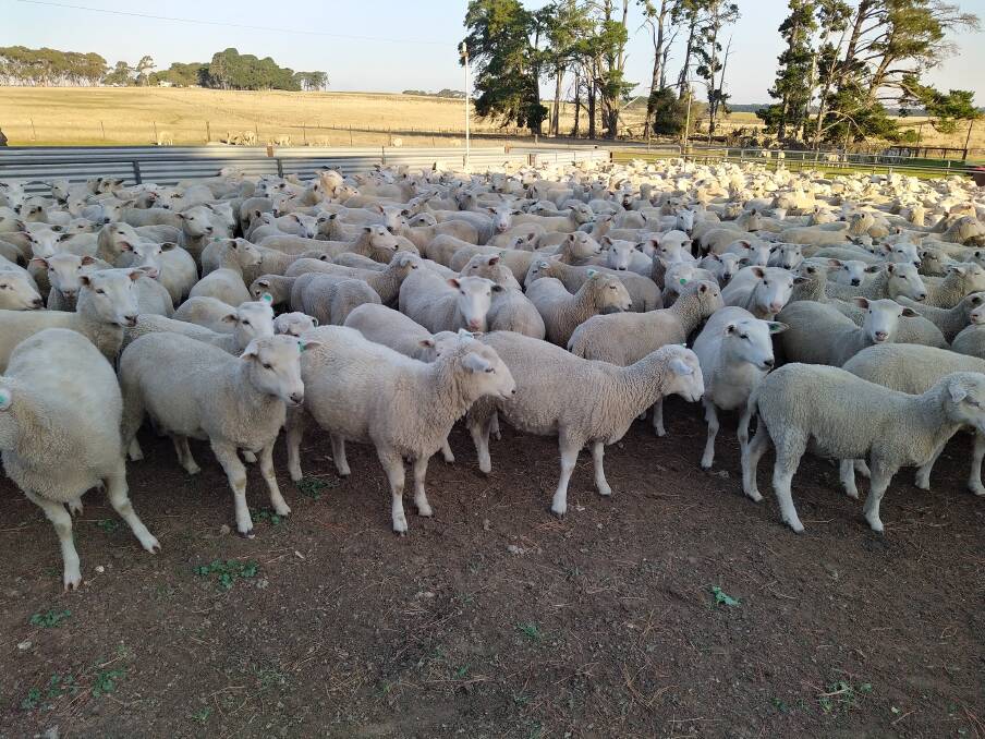 MEATY MOB: The Caseys have been running composite Cashmore sheep for two decades.