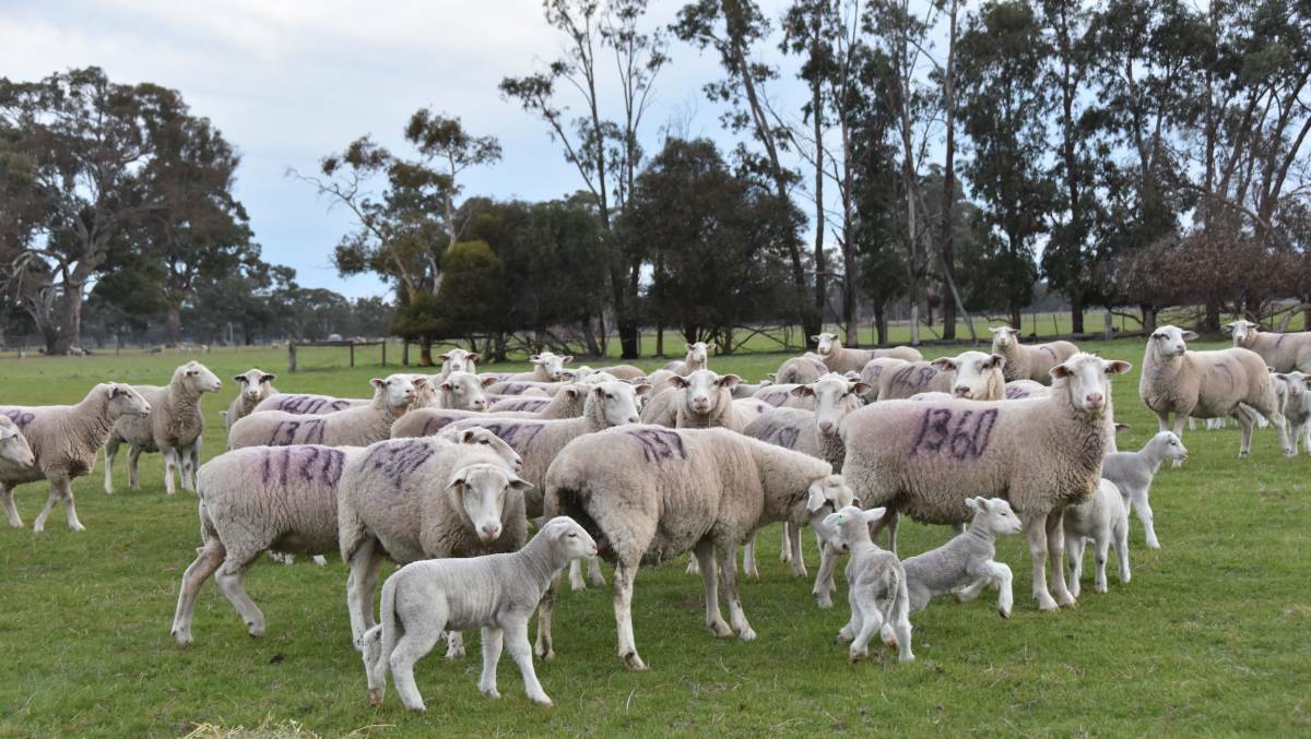 FED WELL: Researchers are investigating optimal condition score and feed on offer targets for triplet units in a series of multi-breed trials across Australia.