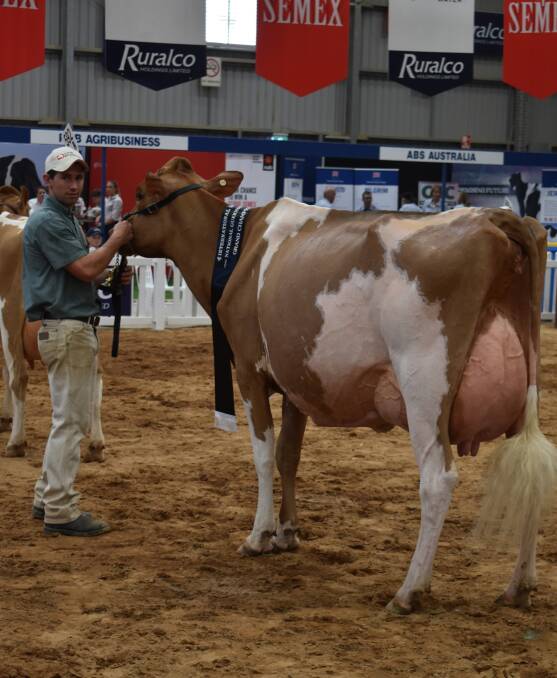 Tyson Shea, Bacchus Marsh, leads his family's Grand Champion Guernsey cow Rockmar Miami Graceful, saying it was would be exciting to see the cow develop.