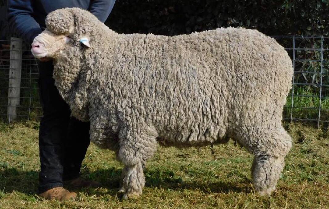 TOP: Top priced ram at $10,750 from Rob Harding, Glen Donald stud, Nhill, bought by Will and Narda Roberts, Victoria Downs, Morven, Queensland.
