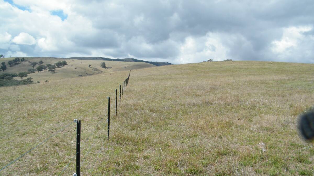 NATIVES: Native grass pastures in the Tambo Valley in East Gippsland on a native pastures' demonstration site.