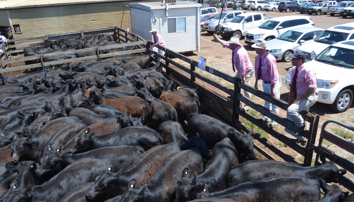 A. C. Archibald, Bundoran, Glenthompson, pen of 90 steers weighing an average of 359kg sold for 325c/kg.