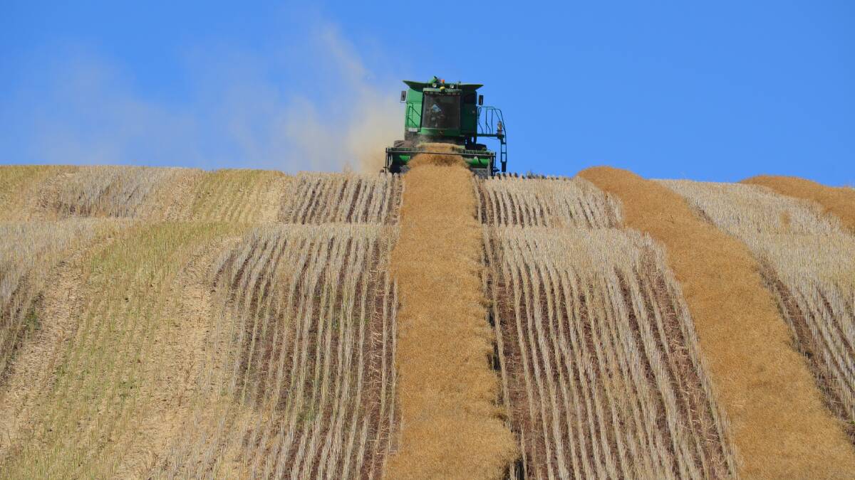 Harvesting operations at Mount Blowhard near Ballarat. Contractors harvesting part of Andrew Fraser's canola crop in late December. The crop yielded about 3.1 tonnes per hectare.