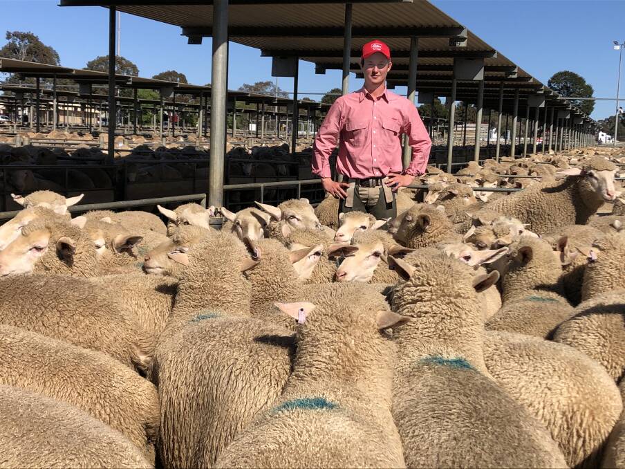 NUMBERS COMING: Elders territory sales manager Laine Fitzgerald, Bendigo, with lambs sold by Brian Phillips, Mitiamo, that made $243.50 a head for 159 at Bendigo on Monday when processors and store buyers competed strongly.