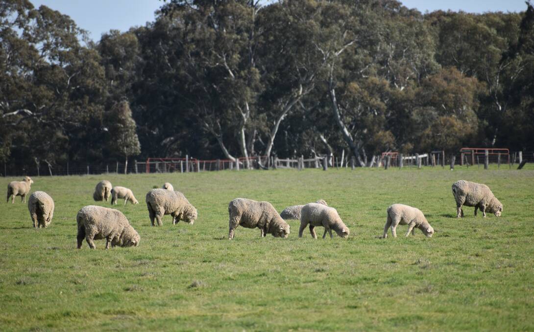 MONITOR: Sheep producers have been warned that following a good autumn and winter, trace mineral deficiencies could arise.