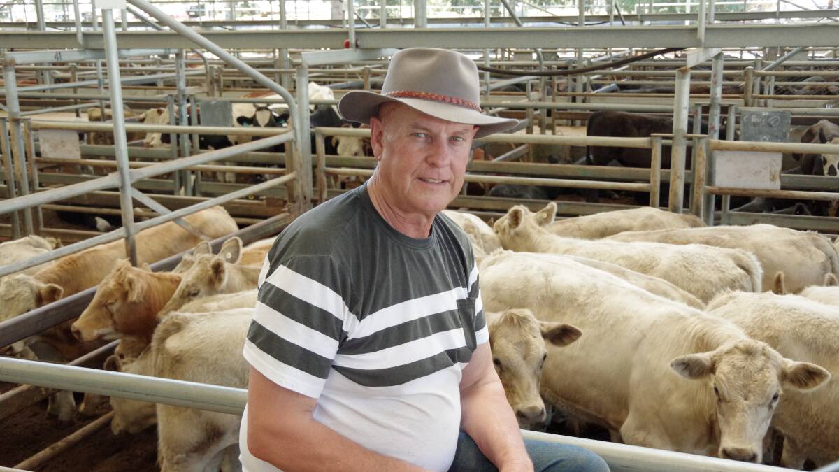 Don Story, King Island, purchased 64 Hereford and Charolais steers to finish on grass before selling to the soon-to-be-opened domestic abattoir on the island.